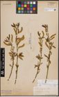 Foto von Salix fragilis L.
